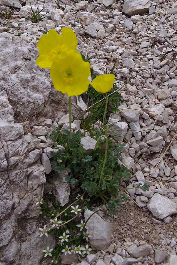 Papaver alpinum  delle Dolomiti